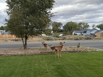 1469 Langley Drive, Gardnerville, NV 89460 Photo