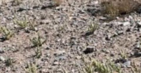 227 Leona Drive, Lot #Lot 36, 37, Walker Lake, NV 89415 Photo