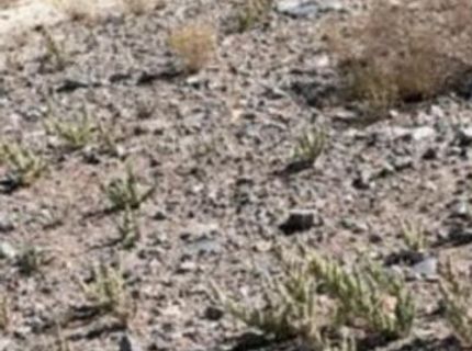 227 Leona Drive, Lot #Lot 36, 37, Walker Lake, NV 89415 Photo