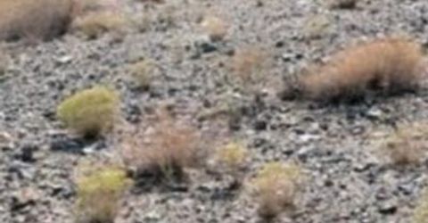 227 Leona Drive, Lot #Lot 36, 37, Walker Lake, NV 89415 Photo