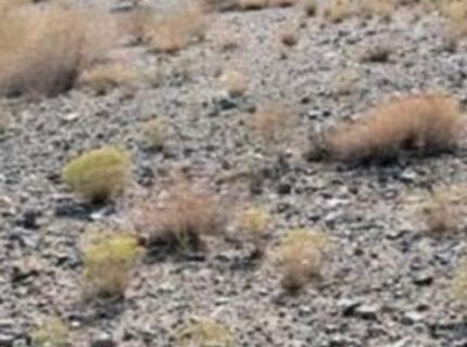 227 Leona Drive, Lot #Lot 36, 37, Walker Lake, NV 89415 Photo