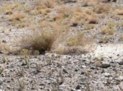227 Leona Drive, Lot #Lot 36, 37, Walker Lake, NV 89415 Photo