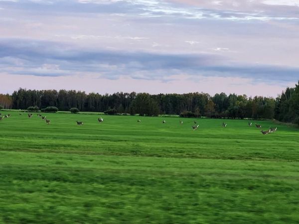 TBD County Hwy #133 , Meadowlands, MN 55765