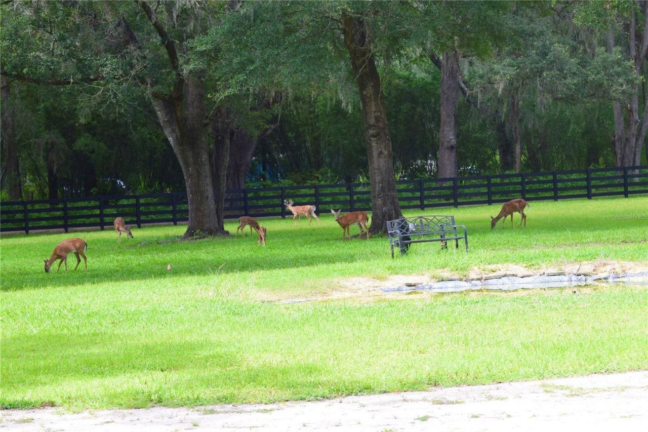 6012 NW 168th Street, Alachua, FL 32615 Photo