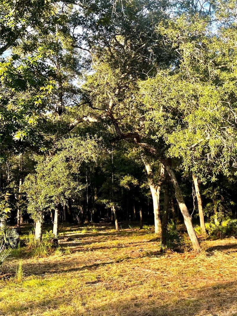 Canal Street , Fanning Springs, FL 32693 Photo
