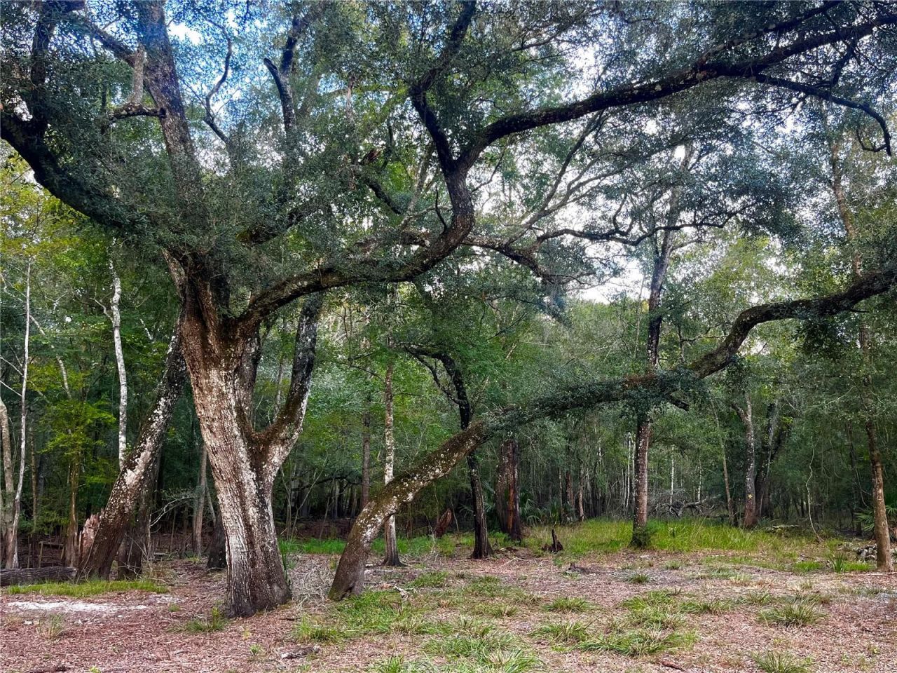 Canal Street , Fanning Springs, FL 32693 Photo