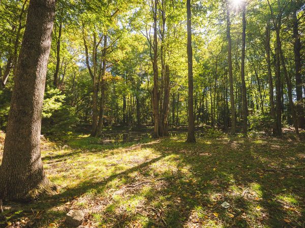 TBD Gator Mountain RD , Hiwassee, VA 24347