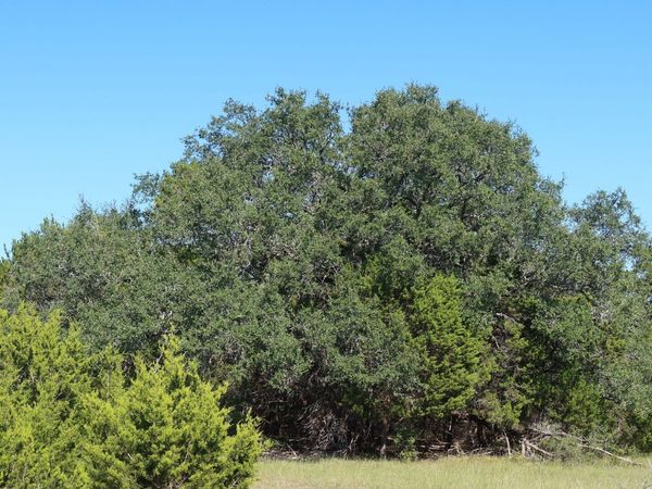 TBD 50 ACRES Wharton Dock Rd, Bandera, TX 78003