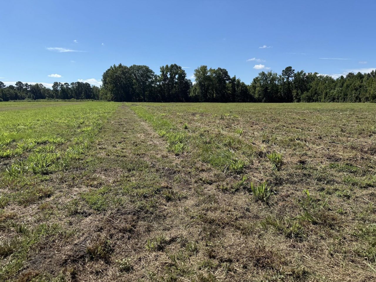 15828 Ace Basin (lot #2) Parkway Parkway  Photo 4