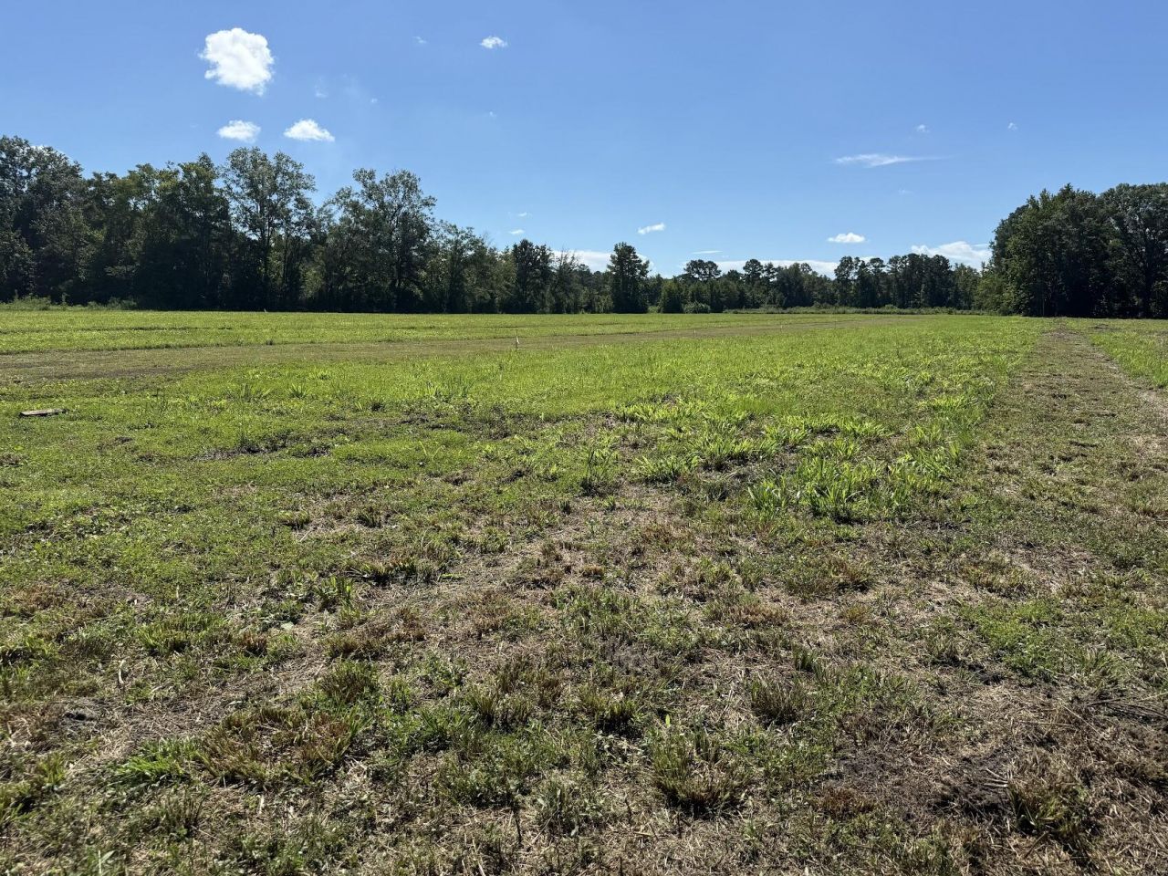15844 Ace Basin (lot #3) Parkway Parkway  Photo 5