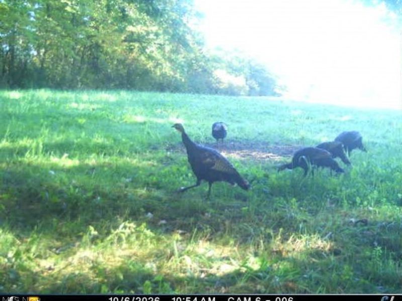 3628 & 3604 Painesville Warren Road, Southington, OH 44470 Photo 49
