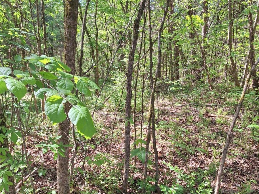 Property Image 18