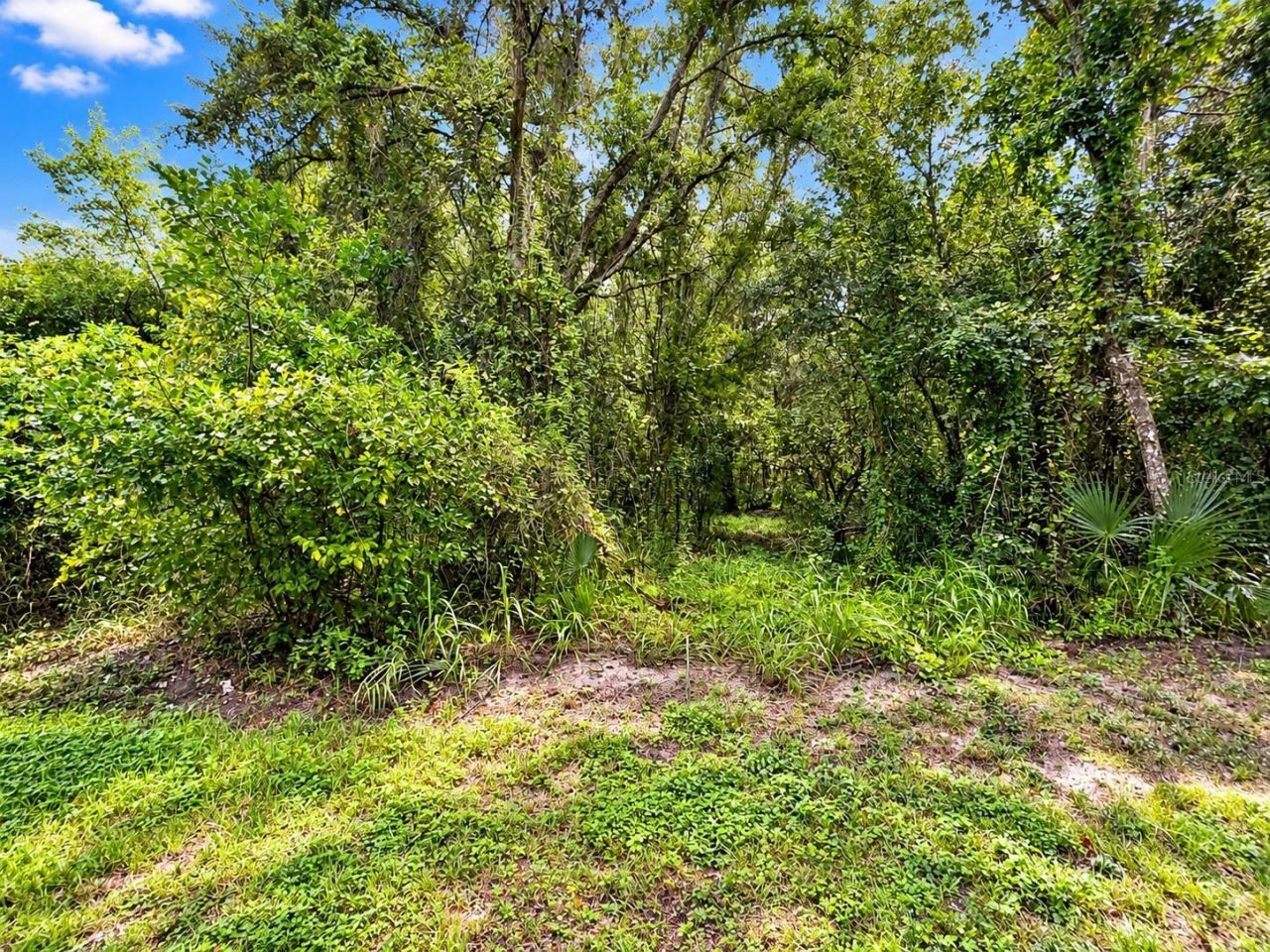 26714 Bloomfield Avenue, Yalaha, FL 34797 Photo