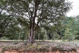Lot B Warbonnet Road photo 4