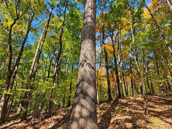 0 Dunbar Leetown Road , Morgantown, KY 42261