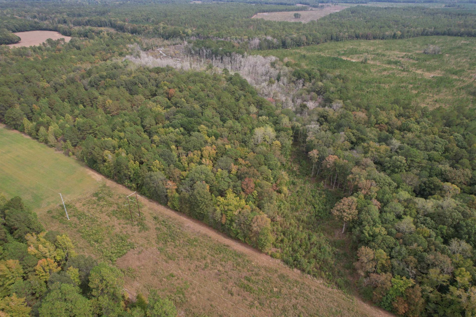 7+/- Acres Marion Church Rd. Photo 10