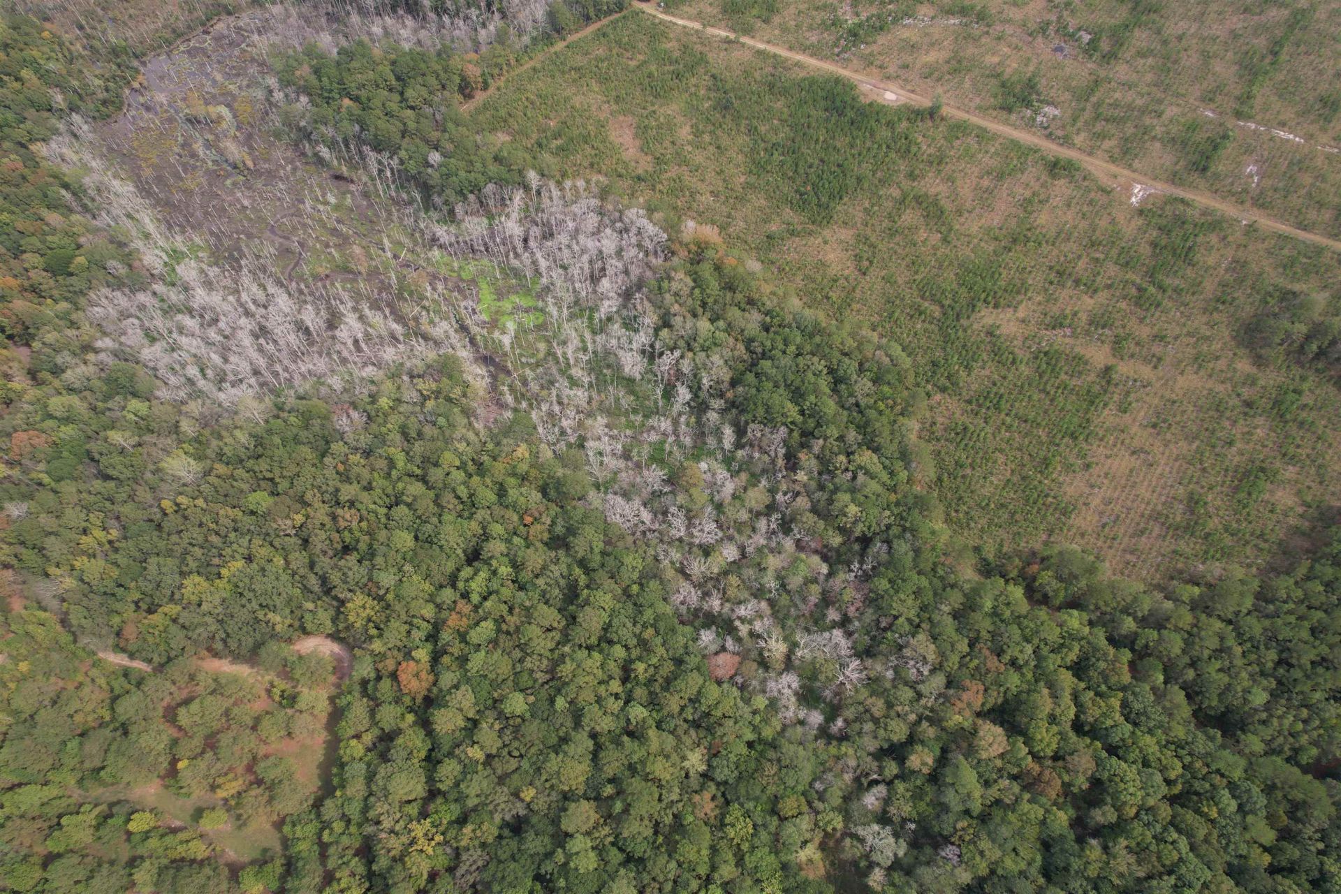 7+/- Acres Marion Church Rd. Photo 5