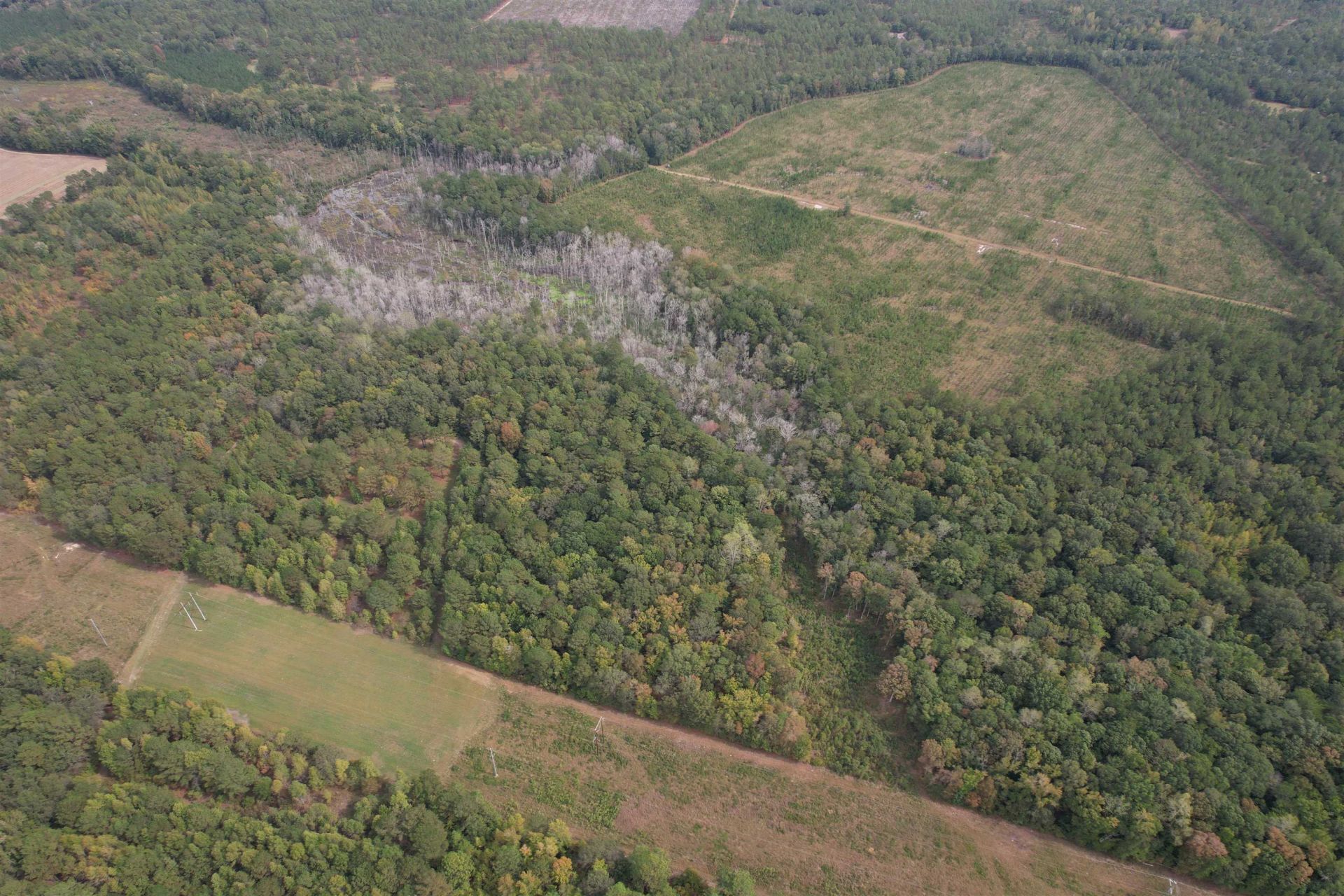 7+/- Acres Marion Church Rd. Photo 6