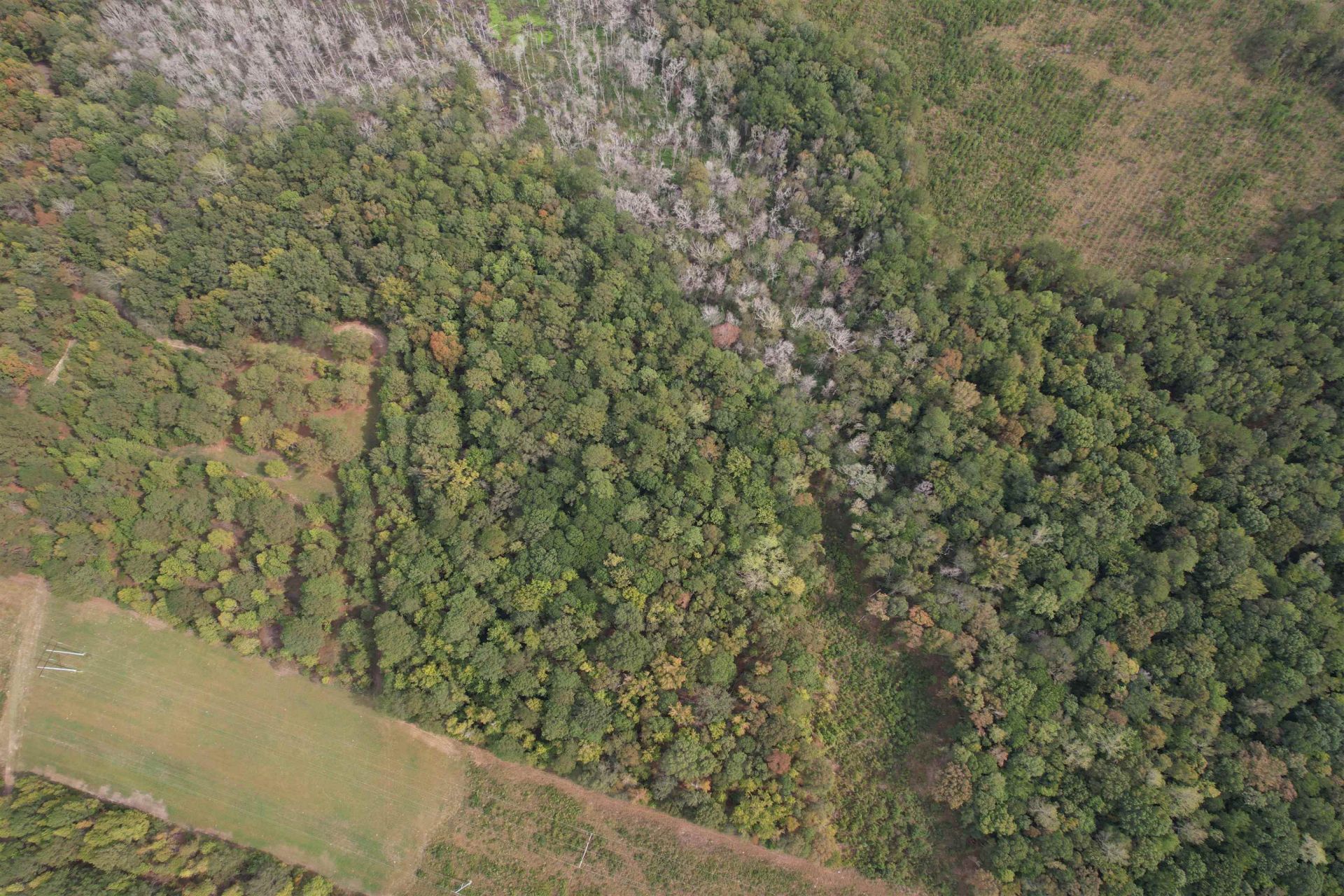 7+/- Acres Marion Church Rd. Photo 7