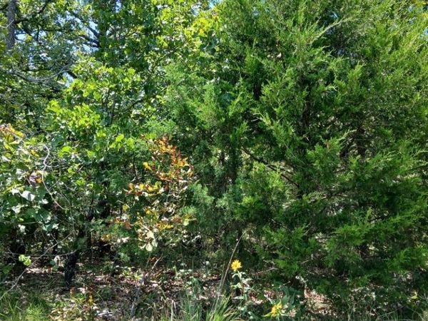 TBD Ben Nevis, Briarcliff, AR 72653