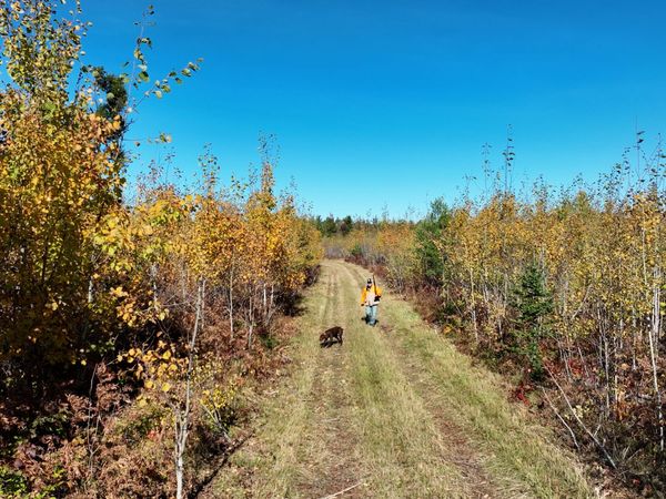 23030 Bowden Trail, Hillman, MI 49746