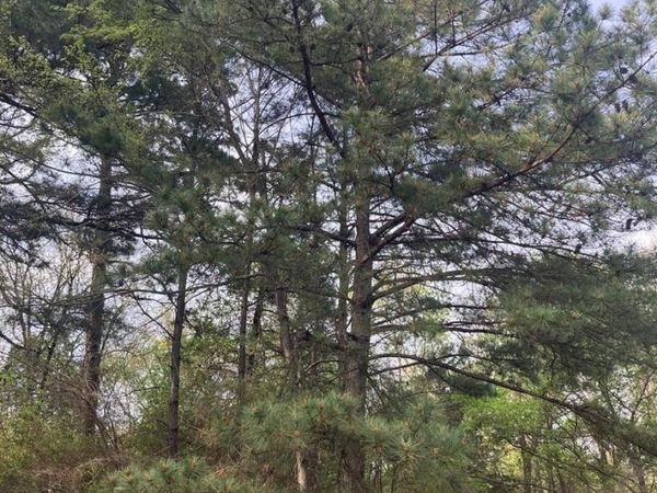 TBD Mcdonald, London, AR 72847