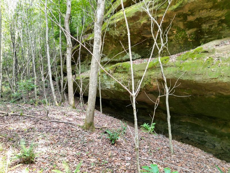 71547 Cottrill Road , Unit (Wooded Re, Wilkesville, OH 45695 Photo 11