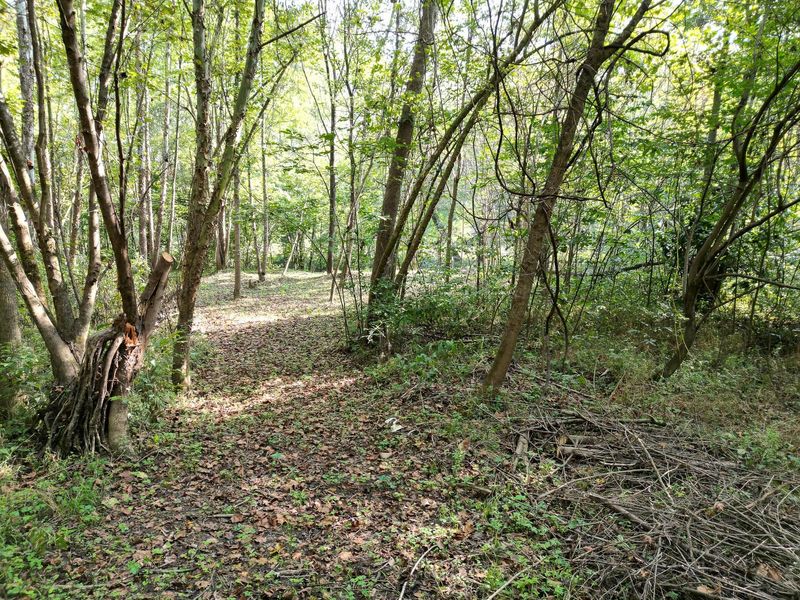71547 Cottrill Road , Unit (Wooded Re, Wilkesville, OH 45695 Photo 14