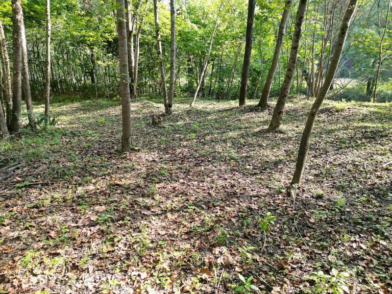 71547 Cottrill Road , Unit (Wooded Re, Wilkesville, OH 45695 Photo 15