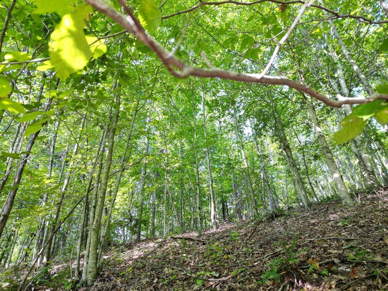 71547 Cottrill Road , Unit (Wooded Re, Wilkesville, OH 45695 Photo 30