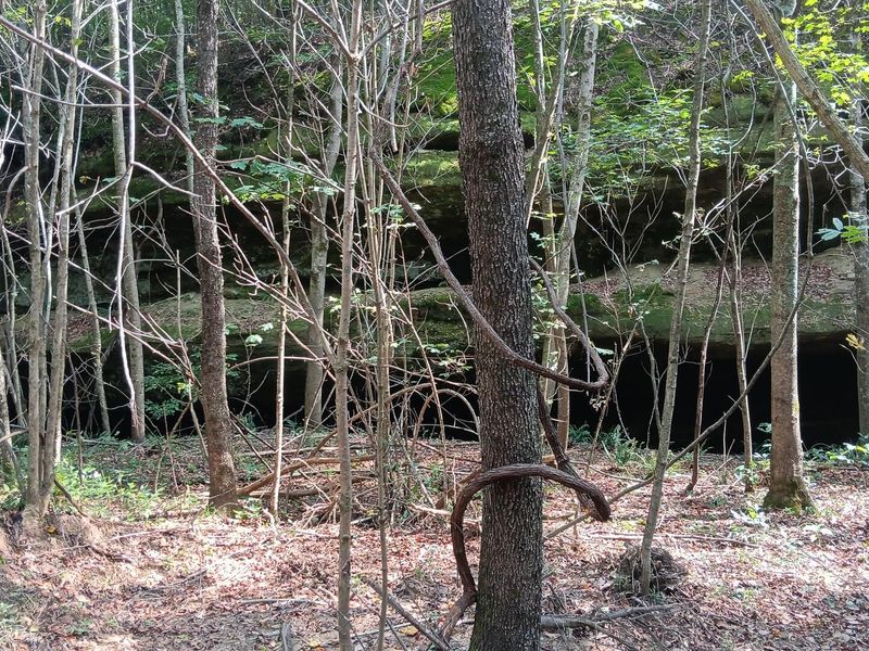 71547 Cottrill Road , Unit (Wooded Re, Wilkesville, OH 45695 Photo 9