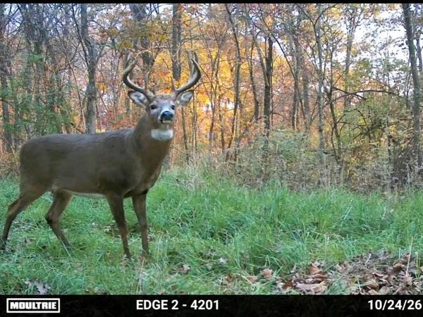 196+/- acres Highway 171, Gays Mills, WI 54631