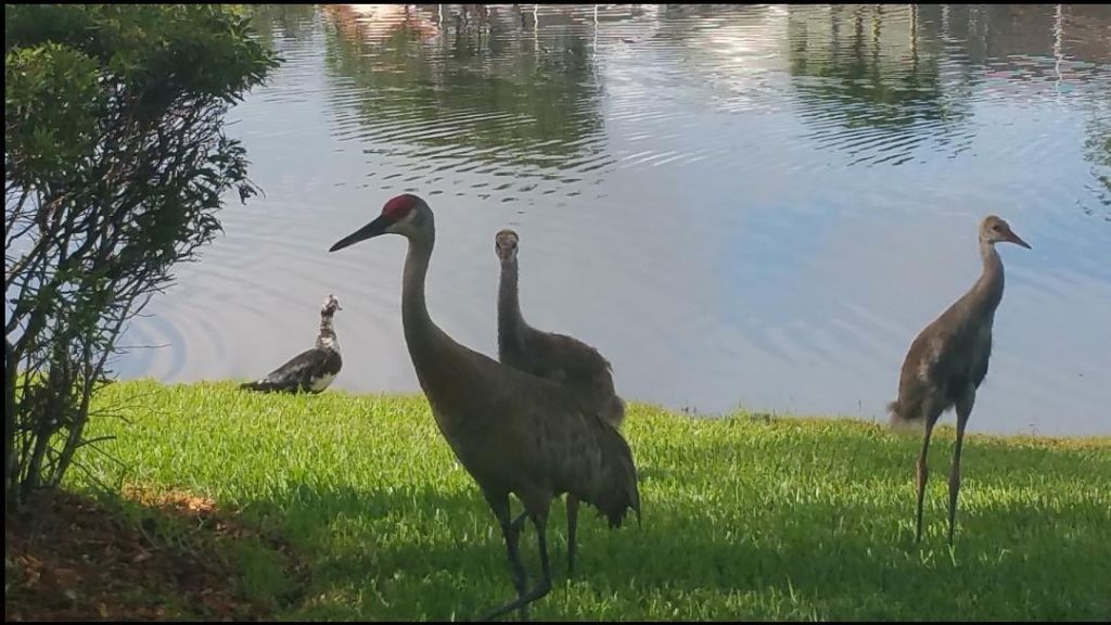 9542 Lantern Bay Circle, West Palm Beach, FL 33411 Photo
