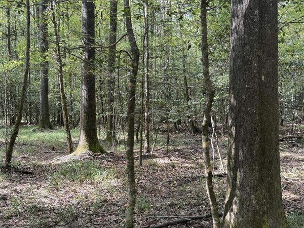 Co Rd 5216, Kosciusko, MS 39090