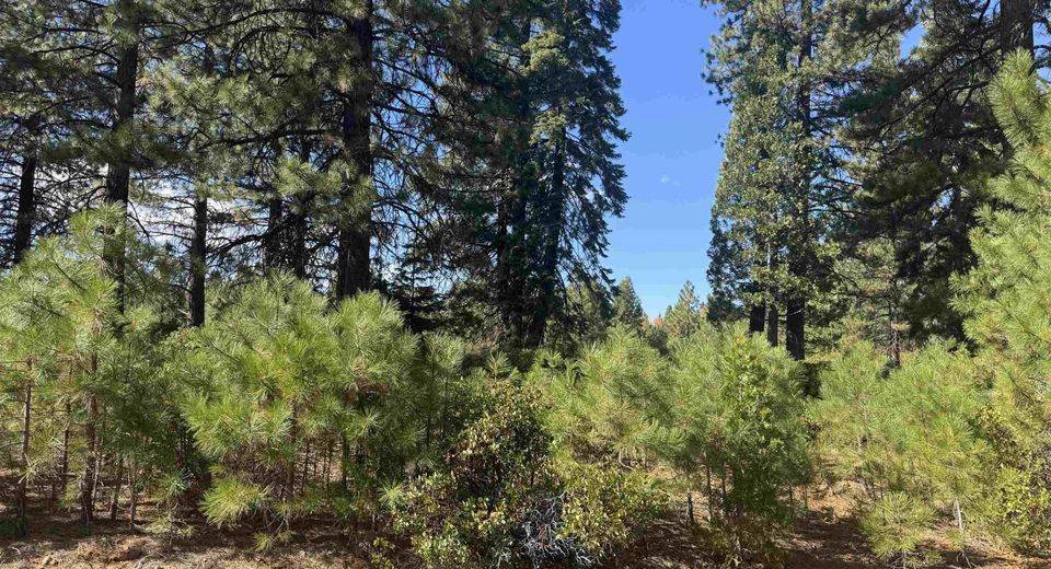 45 Village Drive, Lake Almanor, CA 96137 Photo