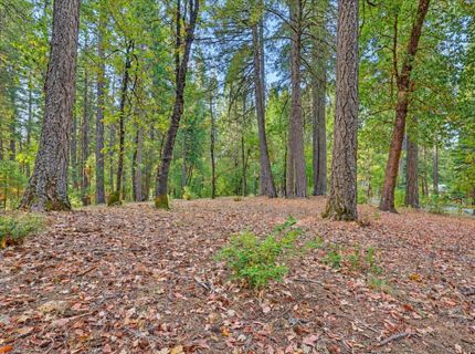 14014 Red Dog, Nevada City, CA 95959 Photo