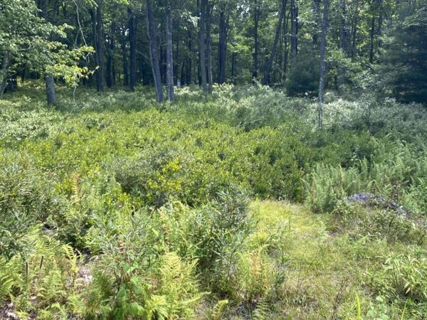 Lot 38B Woodlyn Acres Road, Hawley, PA 18428