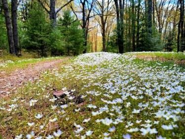 614 GRAYSTONES JERAS RD LOT R-15, ALBRIGHTSVILLE, PA 18210