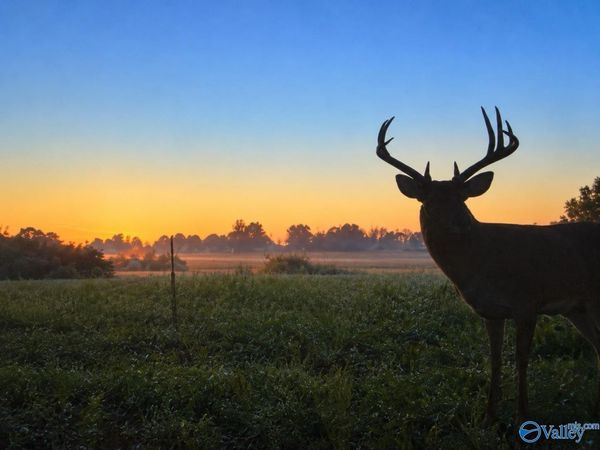 25 Acres Oakview Road, Hazel Green, AL 35750
