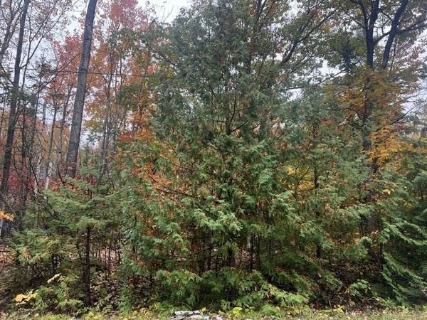 Lot 88 Timberway Drive, Presque Isle, MI 49777