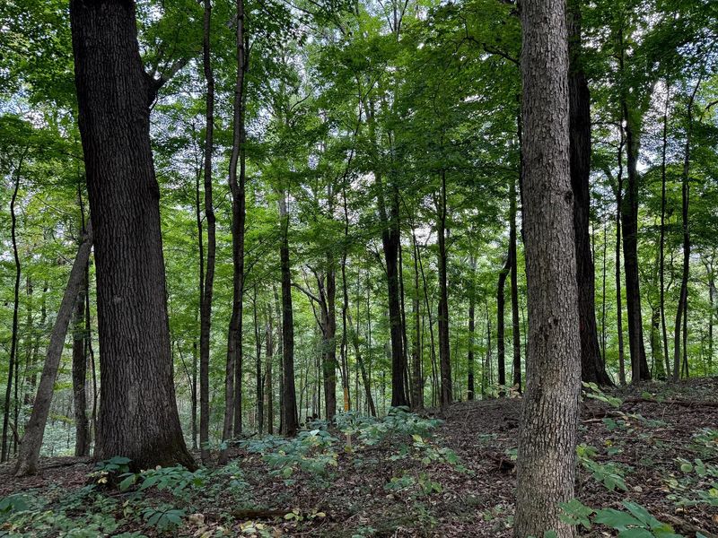 3770 Woodlane Drive, Unit (Woodlane, Nelsonville, OH 45764 Photo 5