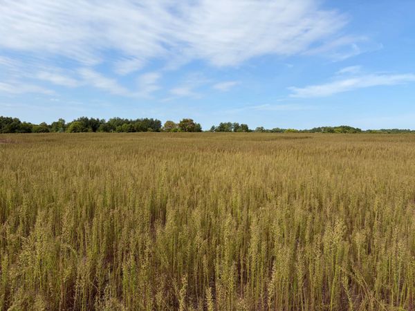 TBD (L2-SM East) Yellowpine Court NW, Isanti, MN 55040