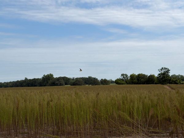 TBD (L12-SM East) Yellowpine Court NW, Isanti, MN 55040