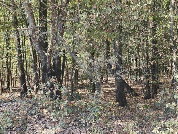 TBD Tucker Road , Searcy, AR 72143