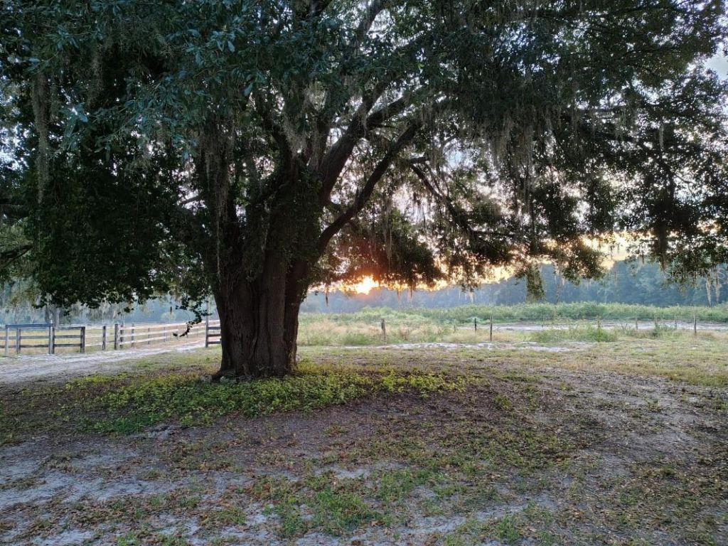 650 NE 170th Avenue, Williston, FL 32696 Photo