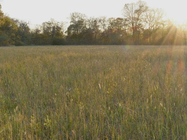 0 Cedar Grove Rd , Chapel Hill, TN 37034