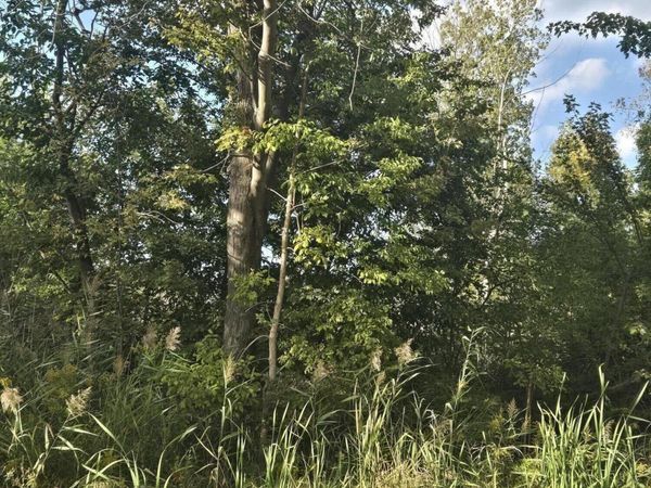 0 Royer Drive, Millbury, OH 43447