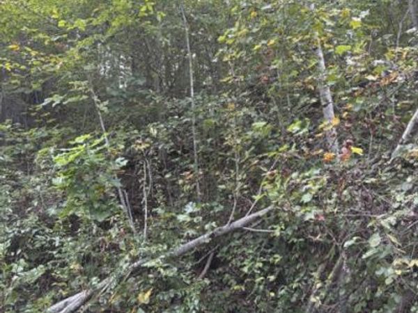 Lot 722 Russell Brothers Road, Sharps Chapel, TN 37866