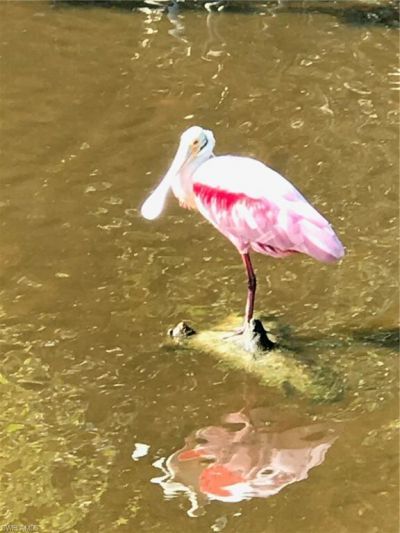 2549 W Gulf Dr, Unit 106, Sanibel, FL 33957 Photo