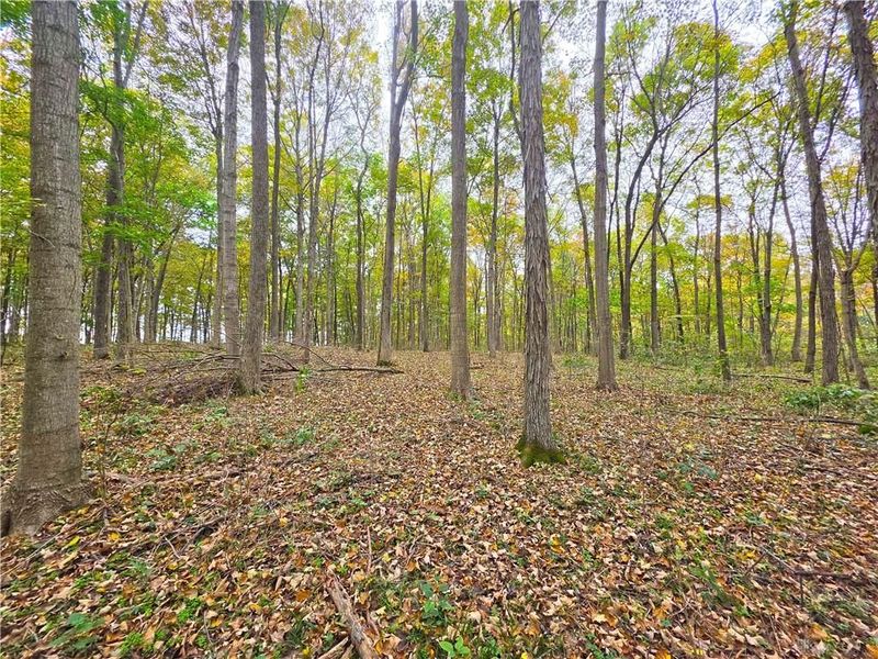 15 Acres E. Spring Valley Paintersville Road, Xenia, OH 45385 Photo 17